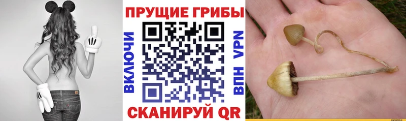 Галлюциногенные грибы Magic Shrooms  купить  сайты  Кодинск 